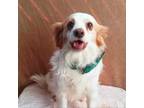 Adopt Paloma a Brittany Spaniel