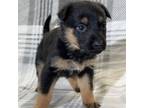 Adopt Bootsie a German Shepherd Dog