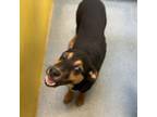 Adopt Gabriela a Doberman Pinscher, Mountain Cur