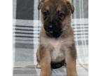 Adopt Bluebell a German Shepherd Dog