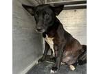 Adopt Starlight a Shepherd, Black Labrador Retriever