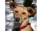 Adopt Barbie a Mixed Breed