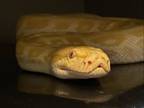 Adopt Lavinia a Burmese Python