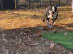 Adopt Faith (Rescue) a Boston Terrier