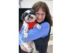 Adopt Khloe a Shih Tzu