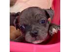 Adopt Eclipse a American Bully