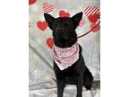 Adopt Ruby a German Shepherd Dog