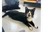 Adopt Methyl a Domestic Short Hair