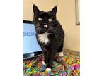 Adopt Winnie a Domestic Short Hair