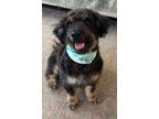 Adopt Ruby a Poodle, Mixed Breed