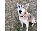 Adopt Frida a Husky, Mixed Breed