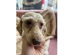 Adopt Percy #7187 a Poodle