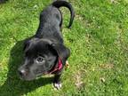 Adopt Basil a Black Labrador Retriever