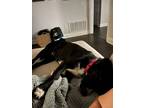 Adopt Gracie a Black Labrador Retriever, Mixed Breed