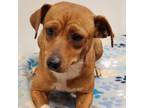 Adopt Puddin a Dachshund