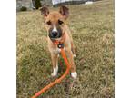 Adopt Phoebe a German Shepherd Dog, Black Mouth Cur