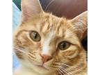 Adopt Red a Tabby