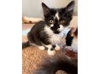 Adopt Holly (Bonded pair with Haley) a Domestic Medium Hair