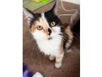 Adopt Haley (Bonded pair with Holly) a Calico