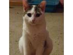 Adopt Elsa a Domestic Short Hair, Tabby