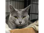 Adopt Tiffany a Russian Blue