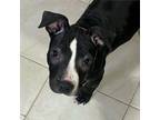 Adopt Coach a American Staffordshire Terrier