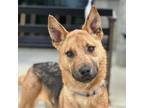 Adopt Sheila a German Shepherd Dog