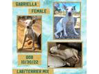 Adopt Gabriella a Terrier, Labrador Retriever