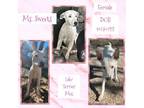 Adopt Ms. Sweets a Terrier, Labrador Retriever