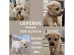 Adopt Lovebug a Border Collie, Terrier