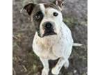 Adopt Rose a American Staffordshire Terrier