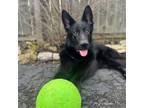 Adopt Lily a German Shepherd Dog