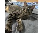 Adopt Beech a Domestic Short Hair, Tabby