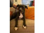 Adopt Stella a American Staffordshire Terrier