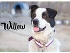 Adopt Willow a Border Collie