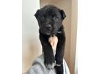 Adopt Ivy a Black Labrador Retriever