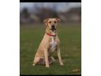 Adopt Asuna a Labrador Retriever