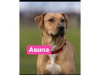 Adopt Asuna a Labrador Retriever