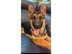 Adopt Reba a German Shepherd Dog