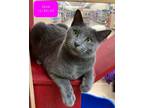 Adopt Josie a Domestic Short Hair