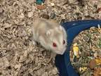 Adopt Gidget a Dwarf Hamster