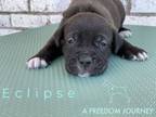 Adopt Eclipse a Mixed Breed, Pit Bull Terrier