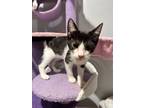 Adopt Betty a Tuxedo