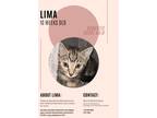 Adopt Lima a Domestic Short Hair