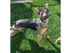 Adopt Marina a German Shepherd Dog