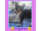 Adopt Crystal a Tabby