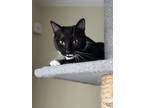 Adopt Nickie a Tuxedo