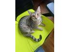 Adopt Athena a Tabby, Siamese