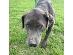 Adopt Cakes a Blue Lacy