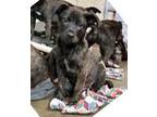 Adopt Barksdale a German Shepherd Dog